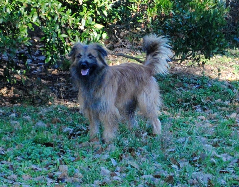 Publication : del Cami des Pastoureaux