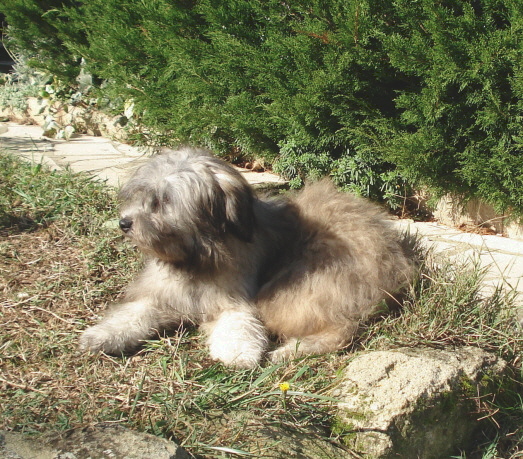 Publication : del Cami des Pastoureaux Auteur : Gwenola JUNGERS