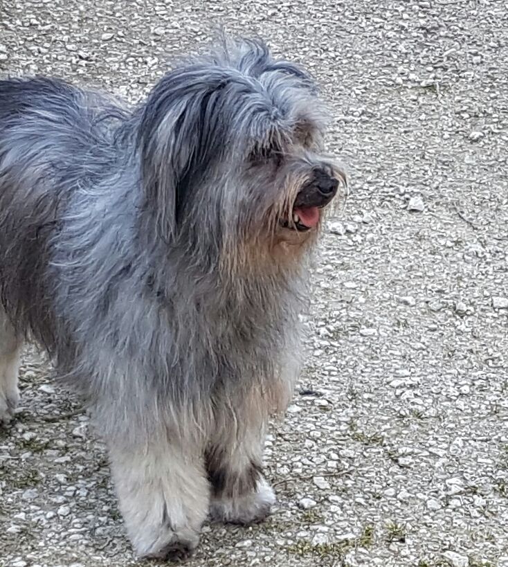 Publication : del Cami des Pastoureaux Auteur : Gwenola JUNGERS