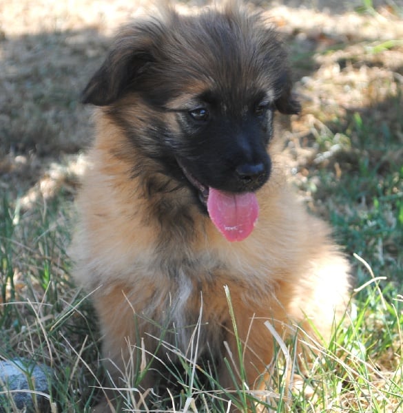 Publication : del Cami des Pastoureaux