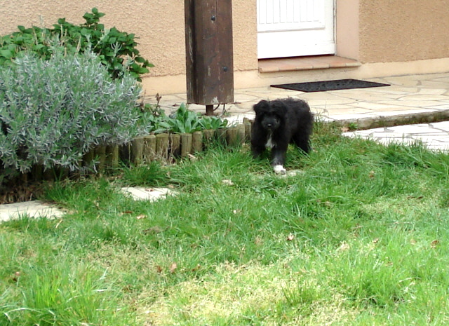 Publication : del Cami des Pastoureaux