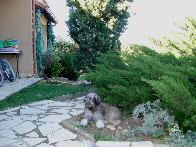 Publication : del Cami des Pastoureaux Auteur : Gwenola JUNGERS