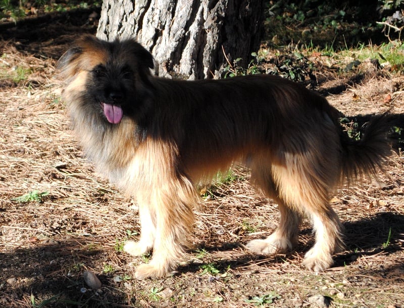 Publication : del Cami des Pastoureaux