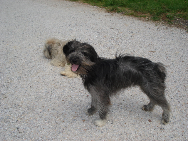 Publication : del Cami des Pastoureaux