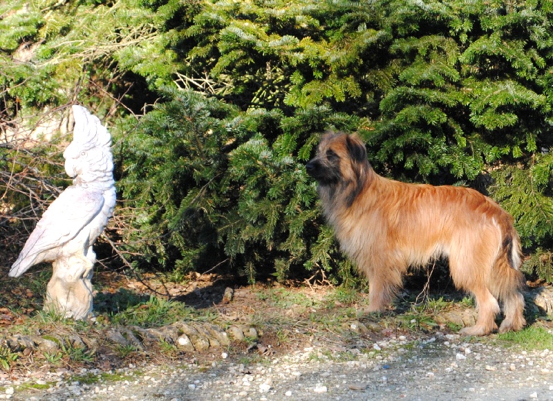 Publication : del Cami des Pastoureaux