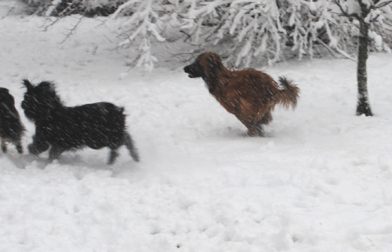 Publication : del Cami des Pastoureaux