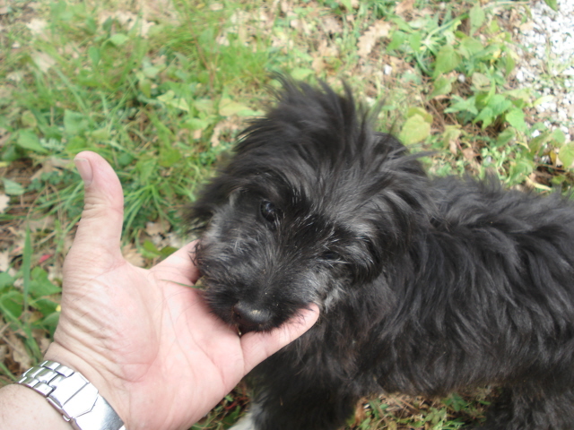 Publication : del Cami des Pastoureaux