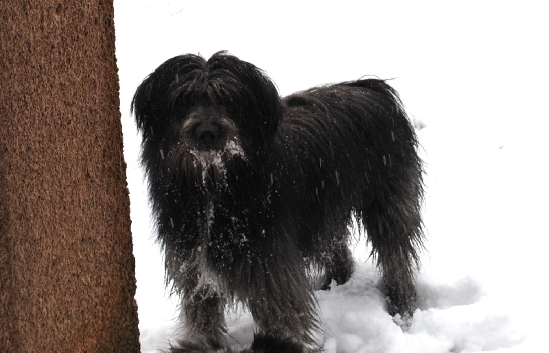 Publication : del Cami des Pastoureaux