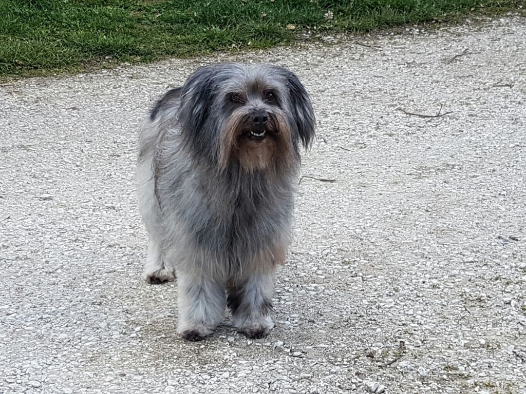 Publication : del Cami des Pastoureaux Auteur : Gwenola JUNGERS