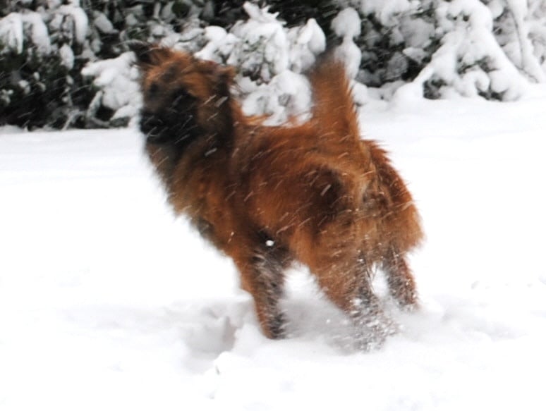 Publication : del Cami des Pastoureaux