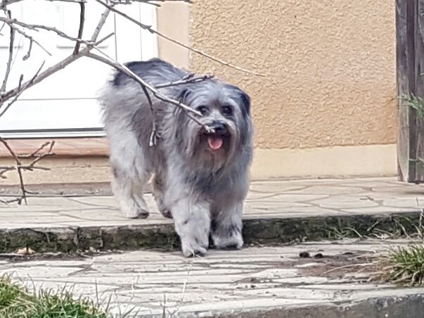 Publication : del Cami des Pastoureaux Auteur : Gwenola JUNGERS