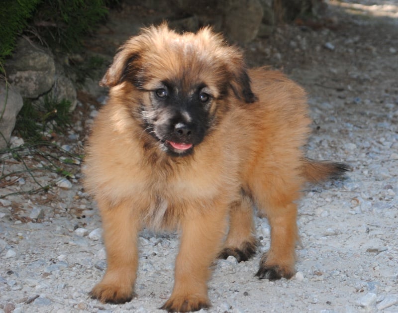 Publication : del Cami des Pastoureaux