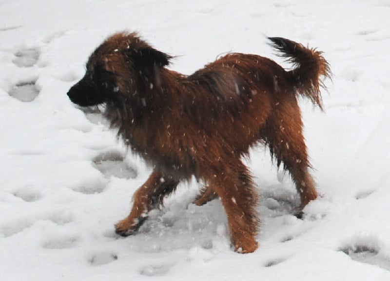 Publication : del Cami des Pastoureaux