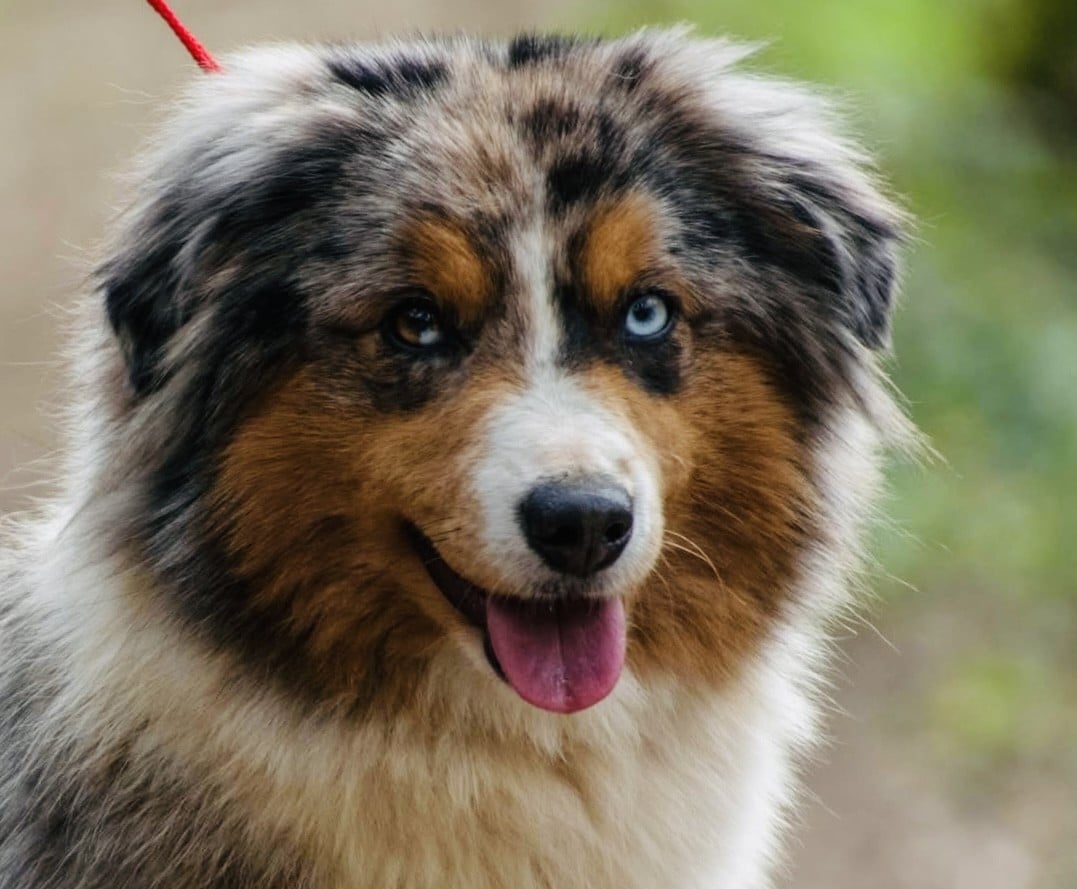 Publication : du Mas Karel