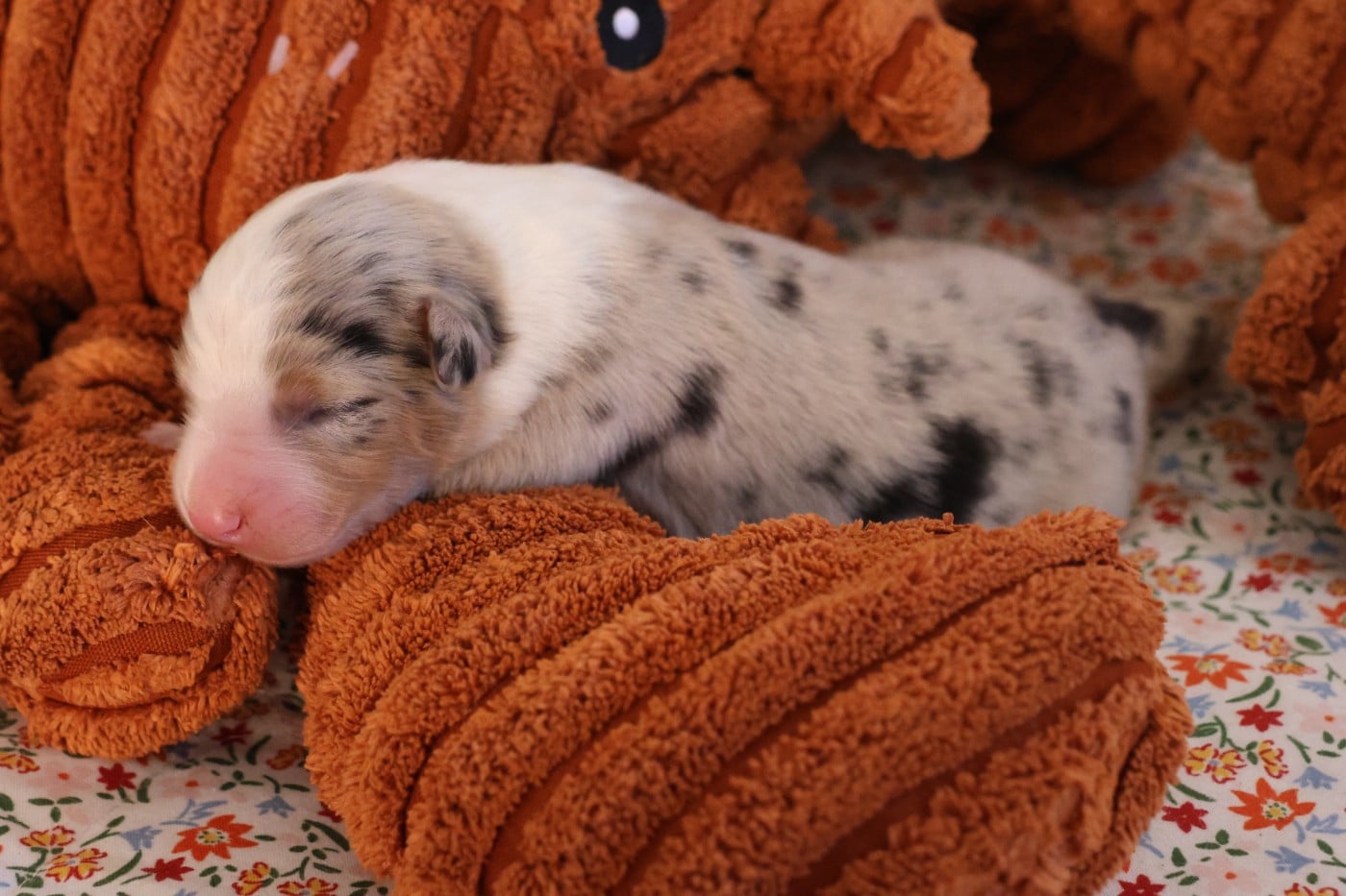 CHIOT 2 - Berger Américain Miniature 