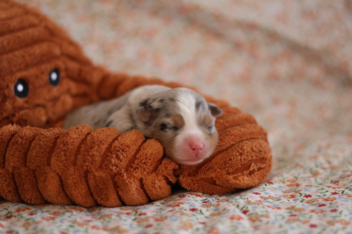CHIOT 1 - Berger Américain Miniature 