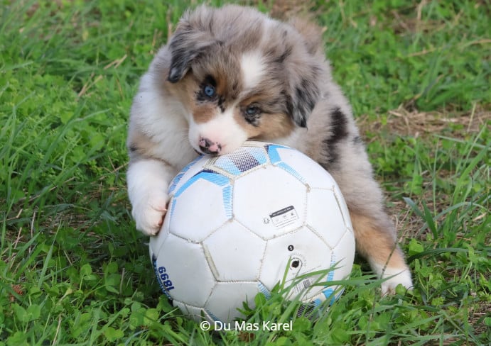 CHIOT 3
