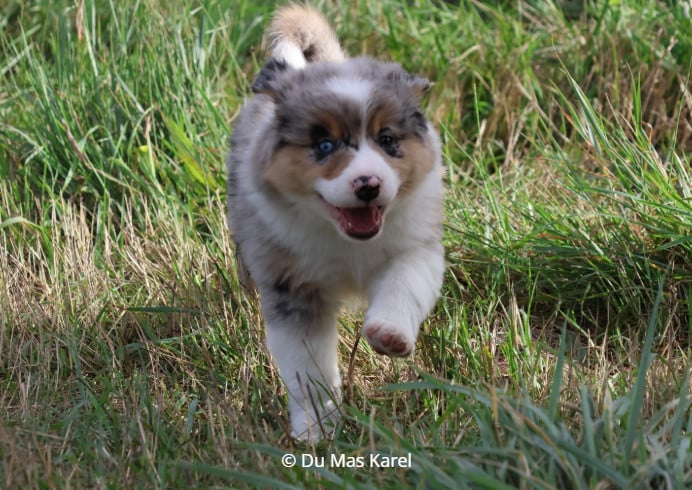CHIOT 3