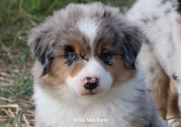 CHIOT 3