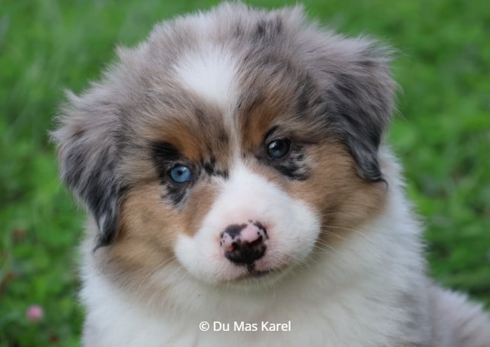 CHIOT 3