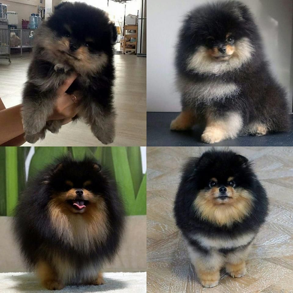 Publication : French Vanilla