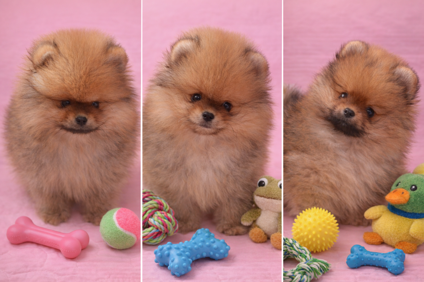 Spitz allemand - French Vanilla