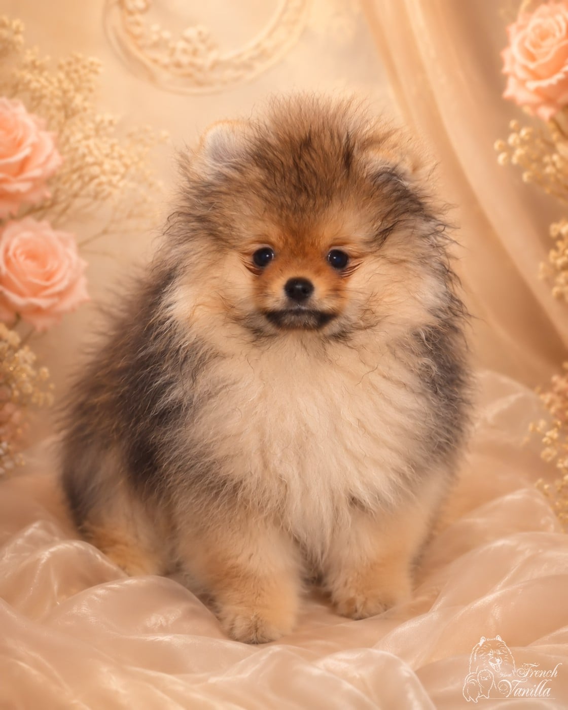 Bruno - Spitz allemand