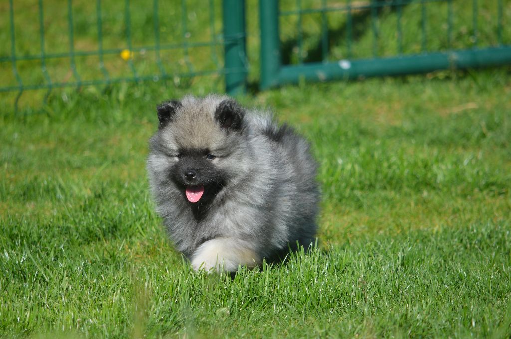 Chiot Elevage French Vanilla Eleveur De Chiens Spitz Allemand