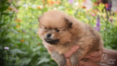 Les chiots de Spitz allemand