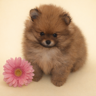 Les chiots de Spitz allemand