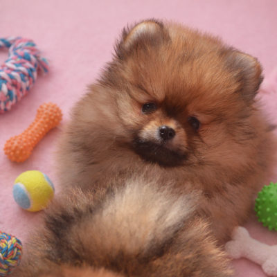 Les chiots de Spitz allemand