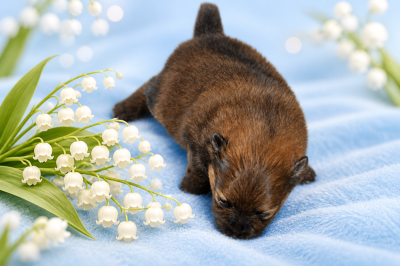 Les chiots de Spitz allemand