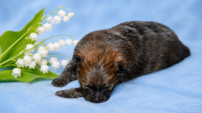 Les chiots de Spitz allemand
