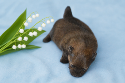 Les chiots de Spitz allemand