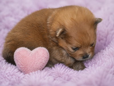 Les chiots de Spitz allemand