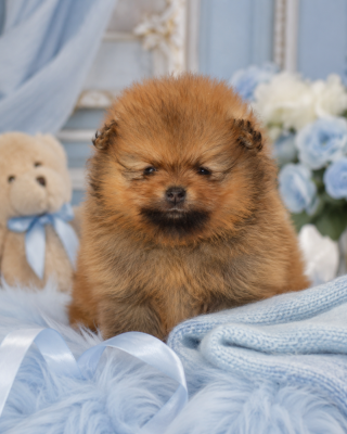 Les chiots de Spitz allemand