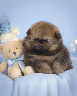 Les chiots de Spitz allemand