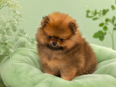 Les chiots de Spitz allemand