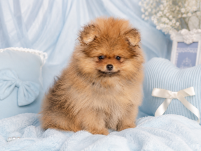 Les chiots de Spitz allemand