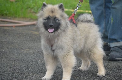 Les chiots de Spitz allemand