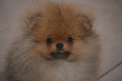 Les chiots de Spitz allemand