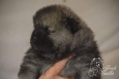 Les chiots de Spitz allemand