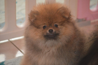 Les chiots de Spitz allemand