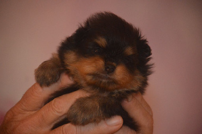 Les chiots de Spitz allemand