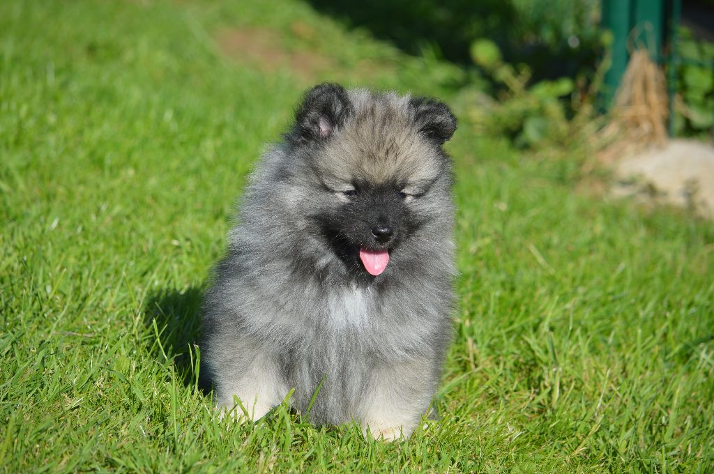 Chiot Elevage French Vanilla Eleveur De Chiens Spitz