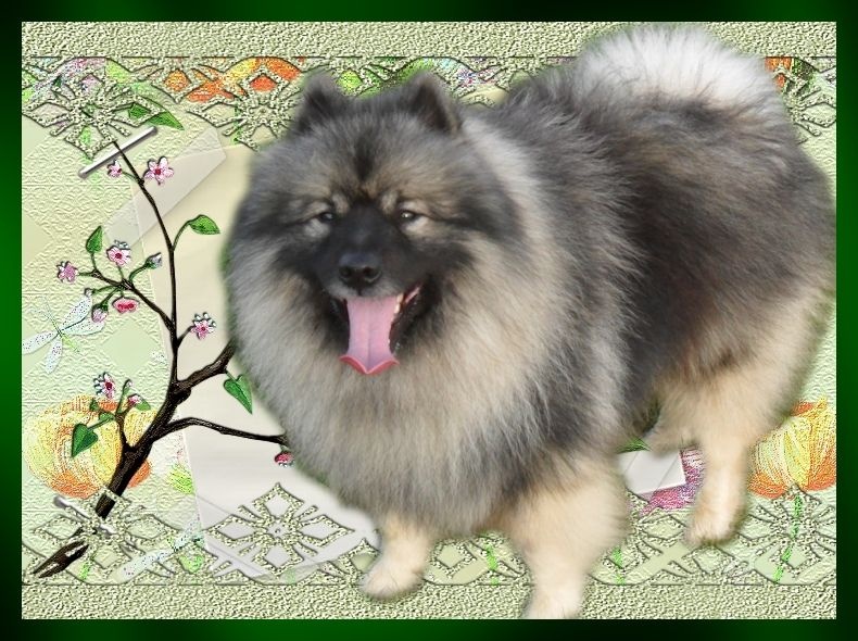 CH. Lucky vom zarenhof - Classe Intermediaire 1er Excellent C.A.C. et R.C.A.C.I.B.