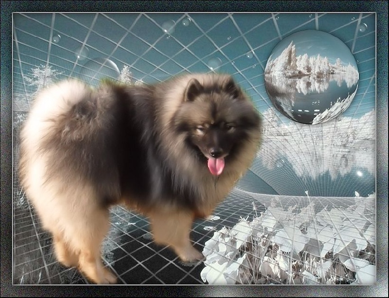 CH. Lucky vom zarenhof - Classe Intermediaire 1er Excellent C.A.C.-B.O.B. 3ème groupe 5