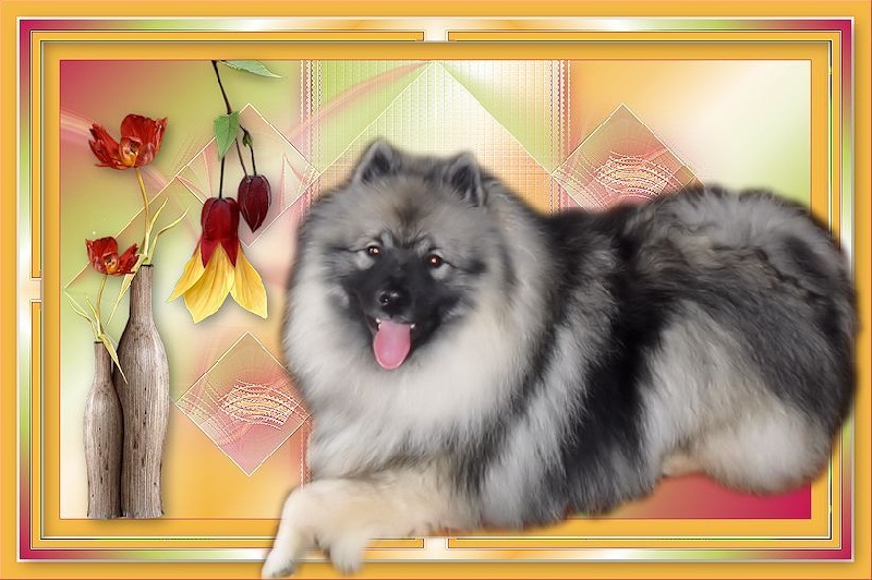 CH. Lucky vom zarenhof - Classe internediaire 1er Excellent CACS - CACIB - B.O.B.