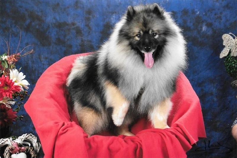 CH. Lucky vom zarenhof - Classe Ouverte - 1Exc. VDH - RCAC - RCACIB