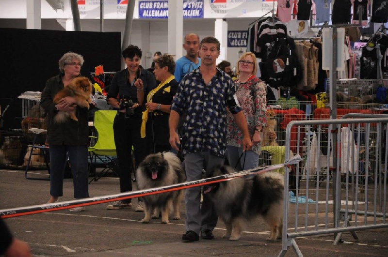 CH. Lucky vom zarenhof - Classe Intermediaire 1er Excellent R.C.A.C